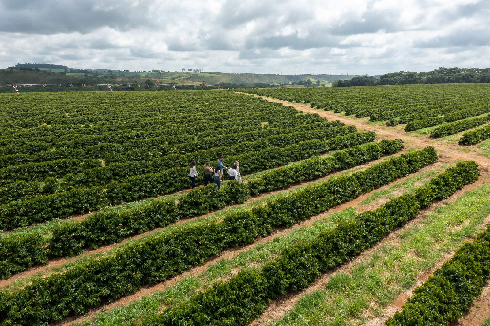 Grupo caminhando entre fileiras de café, com pivô de irrigação ao fundo