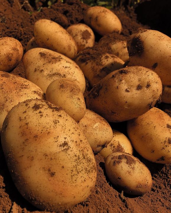 Batatas recém-colhidas sobre a terra