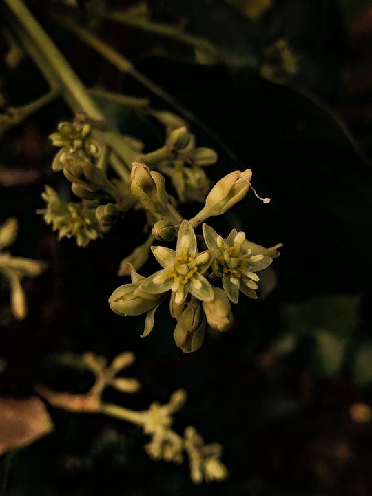 Florada em close, sobre fundo escuro